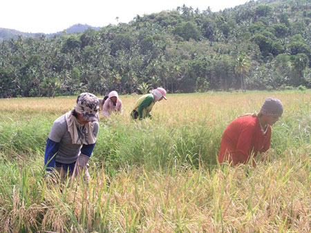 Farmers in a ricefield in Surigao. (davaotoday.com photo by Daisy C. Gonzales)