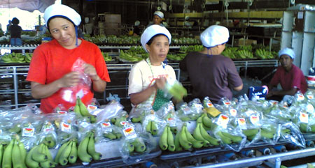 Workers at FBAC's Packing Plant 98 (davaotoday.com photo by Barry Ohaylan)