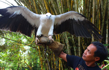 WINGSPAN. A white-bellied sea eagle, Haliaeetus Leucogaster, shows its mighty wings at the Philippine Eagle Center in Malagos, Baguio District, Davao City. The center is currently home to 36 Philippine Eagles, 18 of which are captive-bred; 10 other species of birds, four species of mammals and two species of reptiles. (davaotoday.com photo by Medel V. Hernani)