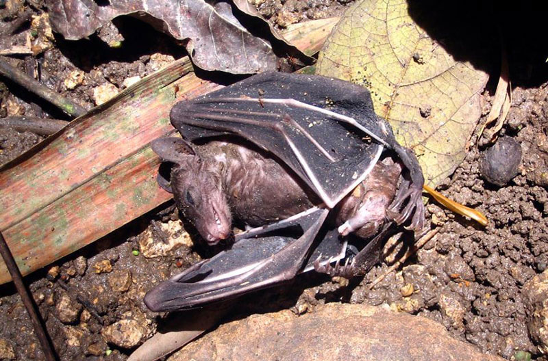 A fruit bat inside the Otso Cave in Suaon village, Kapalong town, Davao del Norte.  (Photo courtesy of the Davao Speleological and Conservation Society)