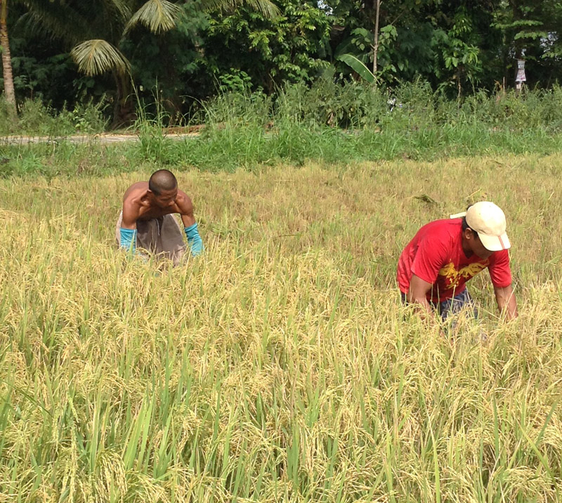 HARVEST OF GOLD. Farmers in Pigcawayan town in the province of North Cotabato enjoy their rice harvest after almost two years of drought which limited their harvest yields. (davaotoday.com photo by Kennette Jean Millondaga)