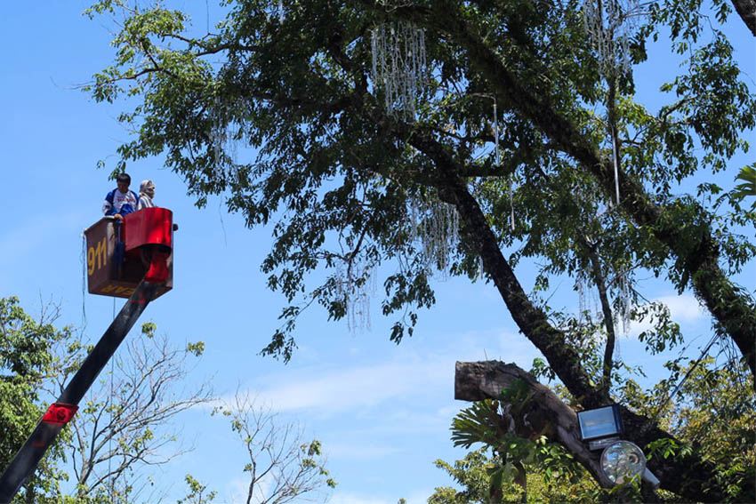 Workers put Christmas lights on the tree in front of the City Hall building of Davao City  (Ace R. Morandante/davaotoday)