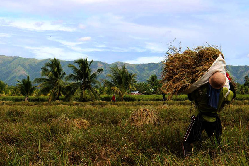 WINDY RICE FIELD. December winds sweep past a farmer tossing a sack of newly harvested rice to his head in Pigcawayan, North Cotabato. (Kenette Jean Millondaga/davaotoday.com)