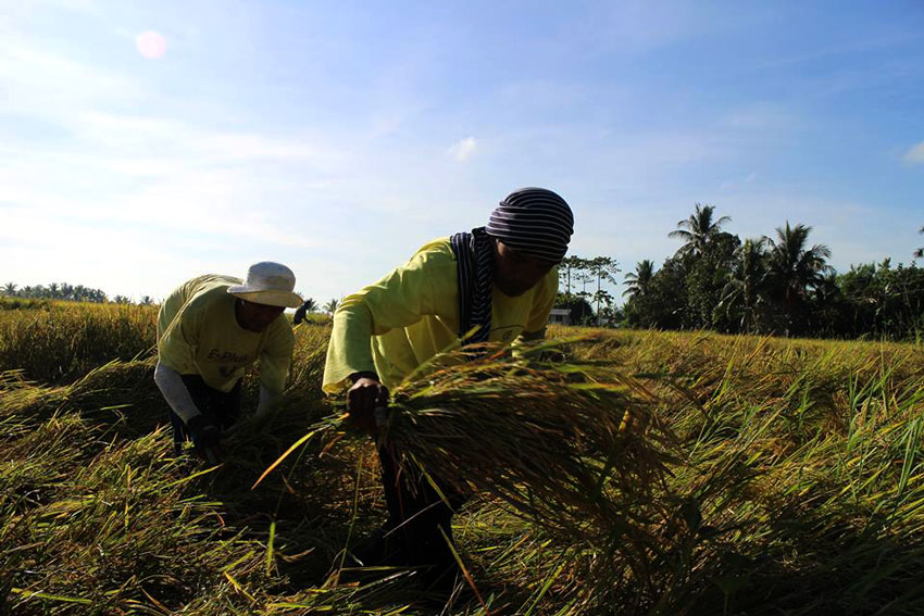 YULETIDE HARVEST. Farm-workers harvest rice in Pigkacawayan, North Cotabato to catch-up with traditional Christmas feasts and save-up for next year. Farmers say they will have difficulty finding farm-work for the next six months as the area will suffer water supply shortage for the first half of 2015. (Kenette Jean Millondaga/davaotoday.com)