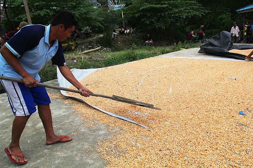 A man gathers dried corn grains and prepares to put it in the manual grinding machine in Brgy Casoon, Monkayo, Compostela Valley Province. (Ace R. Morandante/davaotoday.com)