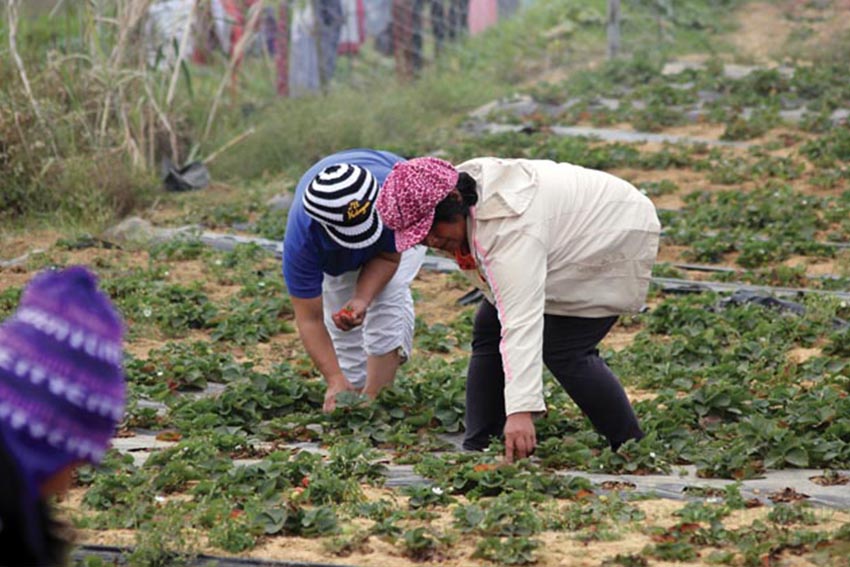 READY FOR HARVEST. Locals pick strawberries from their fields to be later displayed in their booths for visiting tourists in Cabuyao, Sto. Tomas in Tuba, Benguet. Photo by Rocky Ngalob