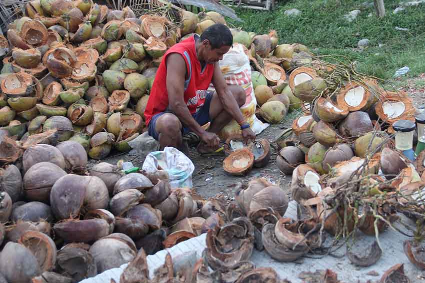  Abdul Gani, 43 years old is back to copra production to feed his seven children. He is one of the 1,500 evacuees in Brgy. Tukanalipao, Mamasapano, Maguindanao who were dislocated after the fateful encounter last January 25. (Contributed by Kilab Multimedia) 