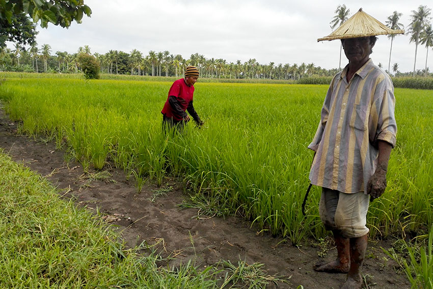 This couple's farm in BarangayTukanalipao, Mamasapano, Maguindanao is a few meters near the site of a firefight between police special forces and members of the MILF and BIFF last January which ended in the death of more than 70 including civilians. (John Rizle L. Saligumba/davaotoday.com)