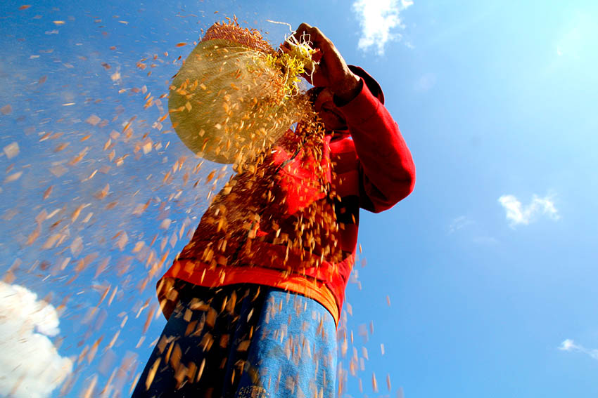  A farmer in Sitio Dao, Barangay White Culaman, Kitaotao town, Bukidnon is dusting off rice grain before delivering it to the rice mill. Ace R. Morandante/davaotoday.com