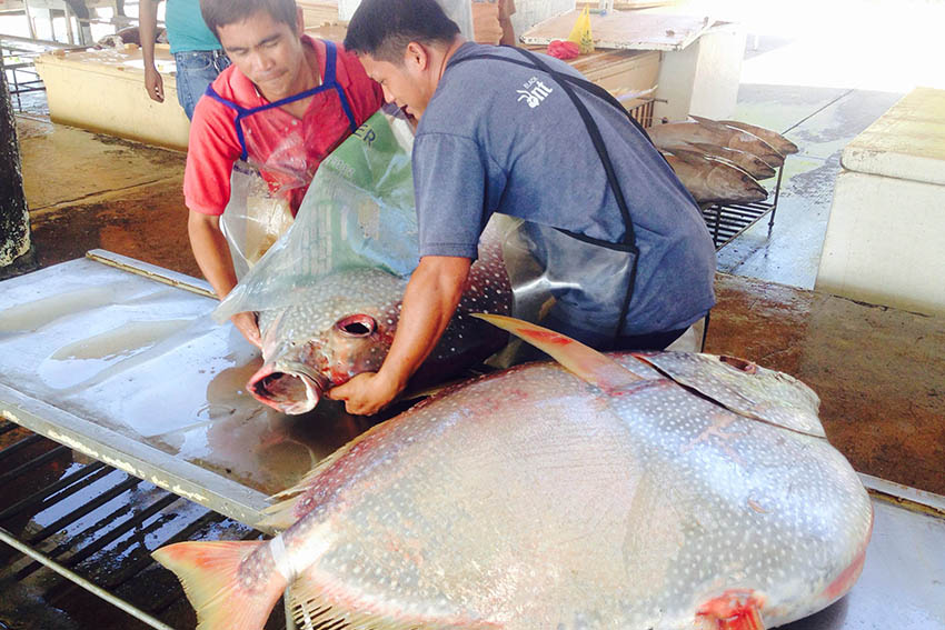 Traders line up Moonfish for export at the Market 1 inside General Santos Fish Port Complex in Barangay Tambler. Traders say Moonfish, locally known as Diana, is very rare. The fish can be sold at P300 per kilo outside the market. (Zea Io Ming C. Capistrano/davaotoday.com)