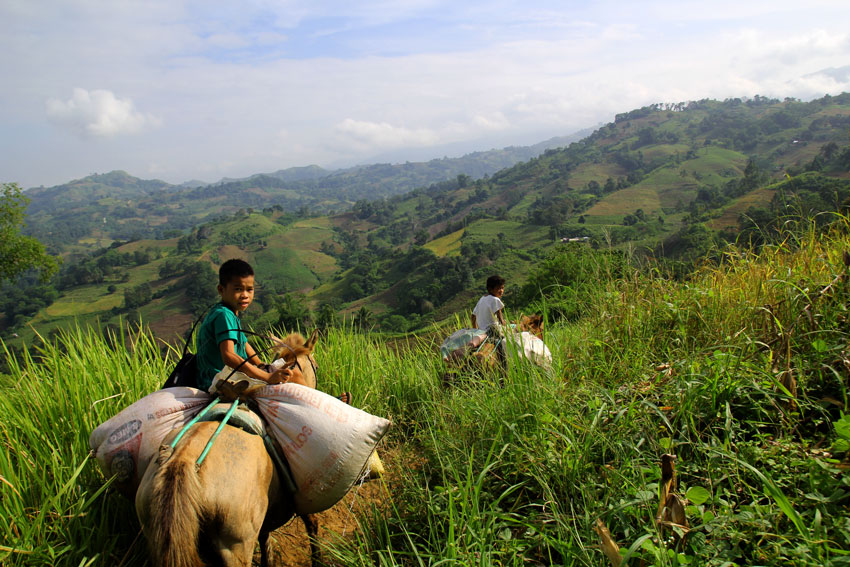 Two brothers from Barangay White Kulaman, ride with their horses loaded with sacks of Denorado rice to be milled in Barangay Pagan, Kitaotao, Bukidnon. (Ace R. Morandante/davaotoday.com)