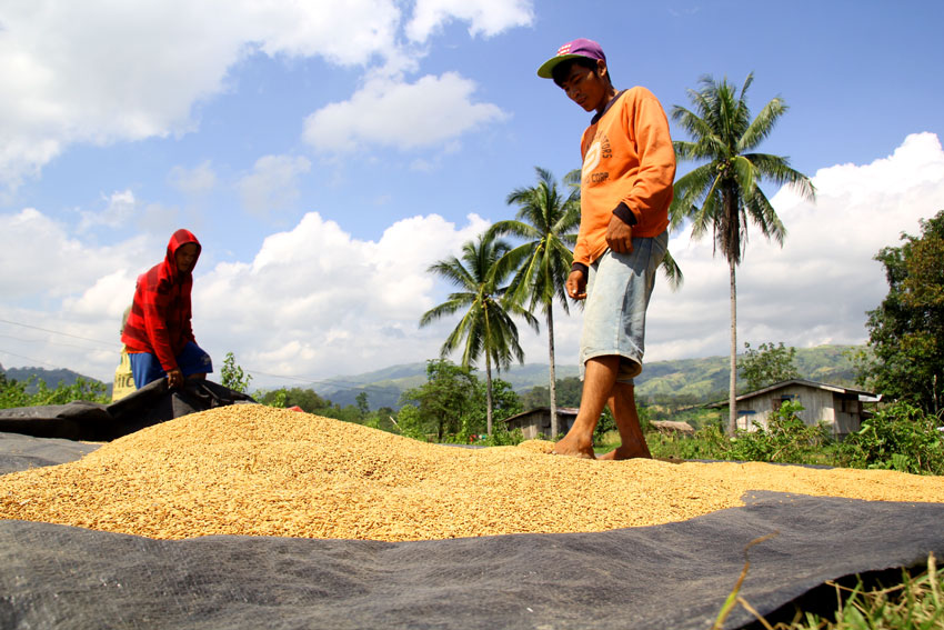 Farmers from Quezon, Bukidnon spread the grains of the Denorado rice to prepare it for milling. (Ace R. Morandante/davaotoday.com)