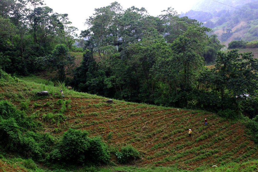 Farmers from Barangay Pagan, Kitaotao, Bukidnon, till the land for planting dinorado rice early in the morning. (Ace R. Morandante/davaotoday.com)