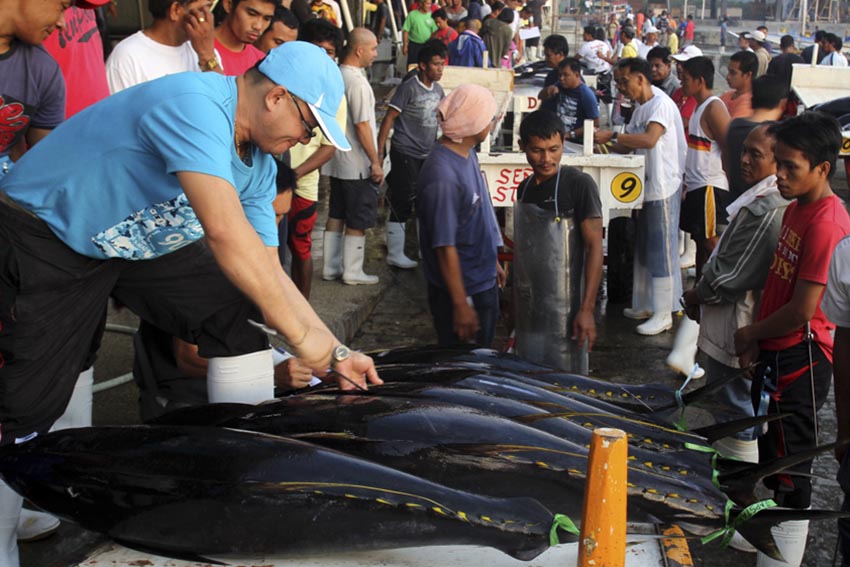 An inspector checks the tuna for the quality of the meat for classification at the General Santos Fish Port Complex. (Photo contributed by Rawi June Morandante)