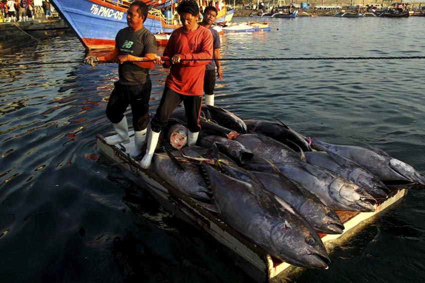 Laborers transport loads of tuna in the  Market 1 section inside the government-owned General Santos Fish Port Complex, Monday morning. (Photo contributed by Rawi June Morandante)