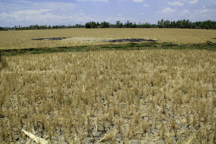 This vast rice field in Barangay New Rizal, M'lang, North Cotabato shows cracked land due to severe drought. (Ace R. Morandante/davaotoday.com)