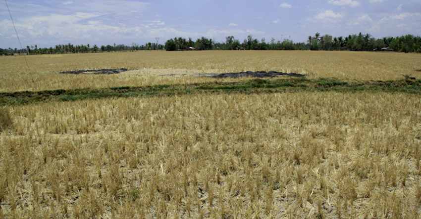 This vast rice field in Barangay New Rizal, M'lang, North Cotabato shows cracked land due to severe drought. (Ace R. Morandante/davaotoday.com file photo)