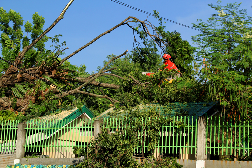 A personnel of 911 chops down a rotting century-old tree at the Kapitan Tomas Monteverde Senior Central Elementary School to avoid mishap as the tree roots are expected to give way soon. The roof of the newly constructed restroom for pupils has been damaged by the tree.(Ace R. Morandante/davaotoday.com)