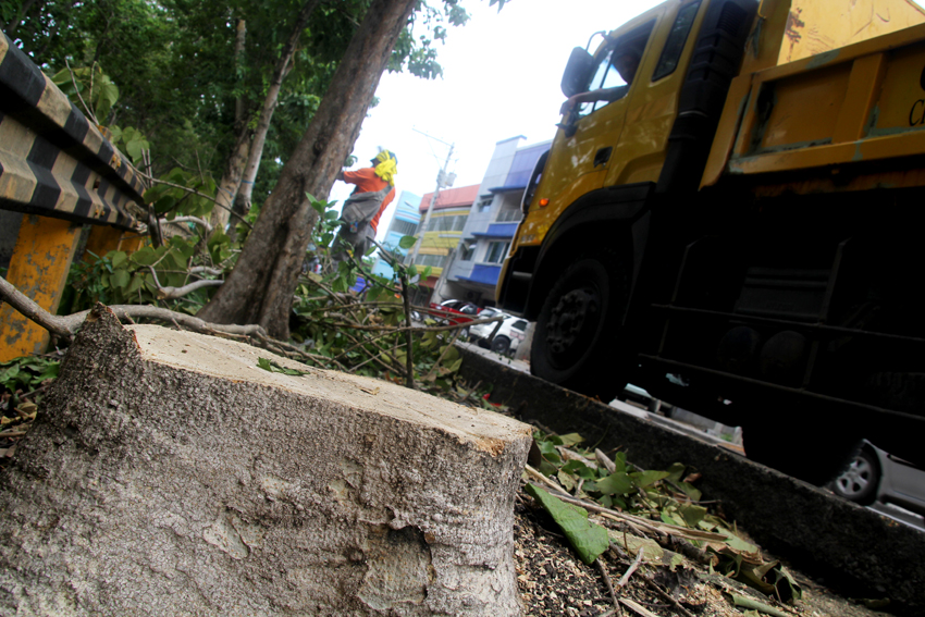 The City Engineers Office and the City Environment and Natural Resources start to cut 22 dead trees along Dacudao Avenue in Davao City. On Friday, 12 trees have been cleared off the sidewalks. (Ace R. Morandante/davaotoday.com)