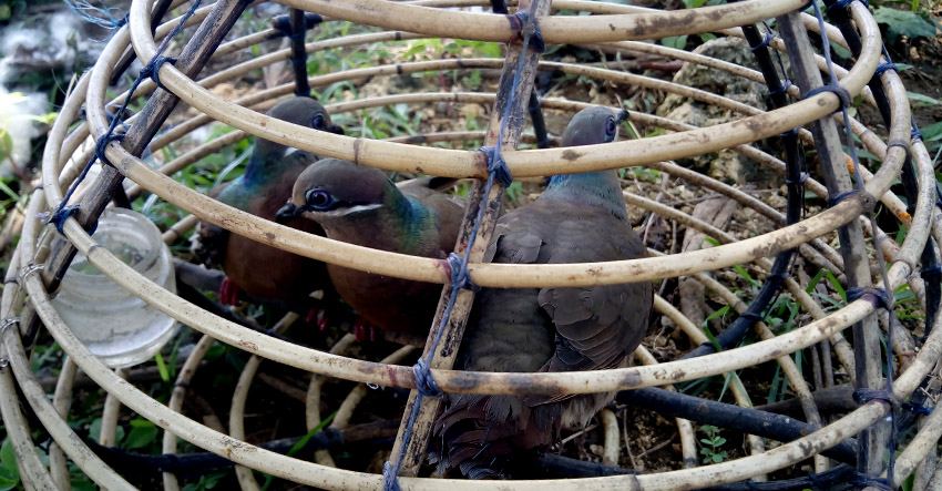 PETS. Some of the pet birds kept by the Rosquites family are still inside the house even as the family has sought refuge from relatives. (Earl O. Condeza/davaotoday.com)