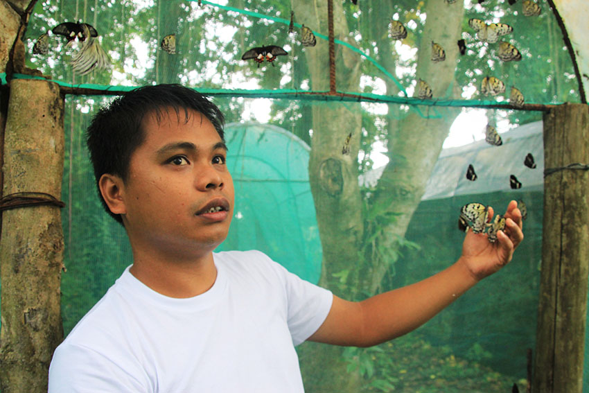 Marciano B. Betalas,  a butterfly breeder for five years now, says  weather patterns affects butterfly reproduction. Rainy seasons, he said, generally result to fewer butterflies surviving into adulthood since it is also during this time that other predatory insects proliferate. (Paulo C. Rizal/davaotoday.com)