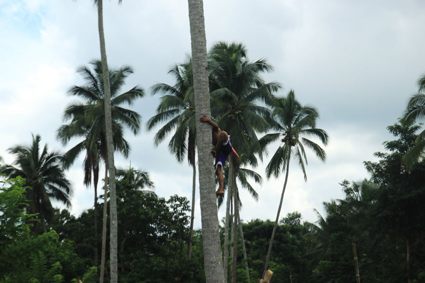 A young boy exhibits his agility by climbing the coconut tree with ease at the Mindanao Interfaith Services Foundation Incorporated School (MISFI) compound in Barangay Kisante, Makilala, North Cotabato. (Paulo C. Rizal/davaotoday.com)