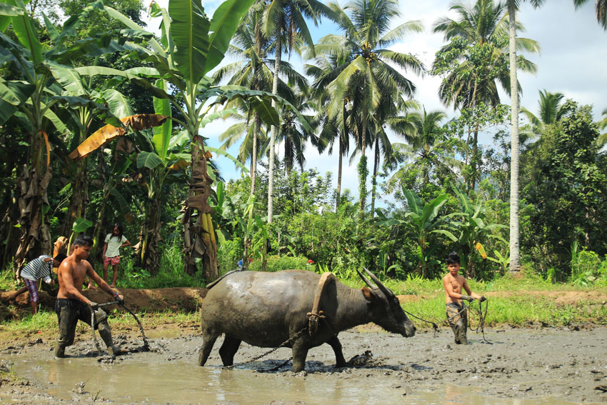 These boys are no strangers to farming as they plow the open field with a carabao at the Mindanao Interfaith Services Foundation School (MISFI) compound in Barangay Kisante, Makilala, North Cotabato. (Paulo C. Rizal/davaotoday.com)
