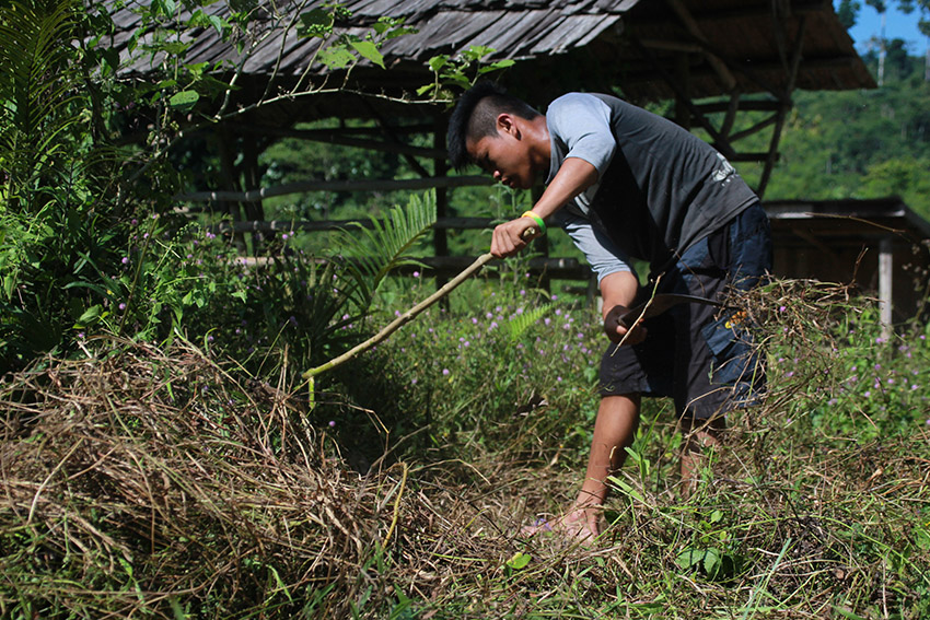 CLEARING. Lumad evacuees who returned to their homes in Barangay Diatagon in Lianga town, Surigao del Sur province clear their untended lawns of wild grasses that grew for a year after they evacuated. (Paulo C. Rizal/davaotoday.com)