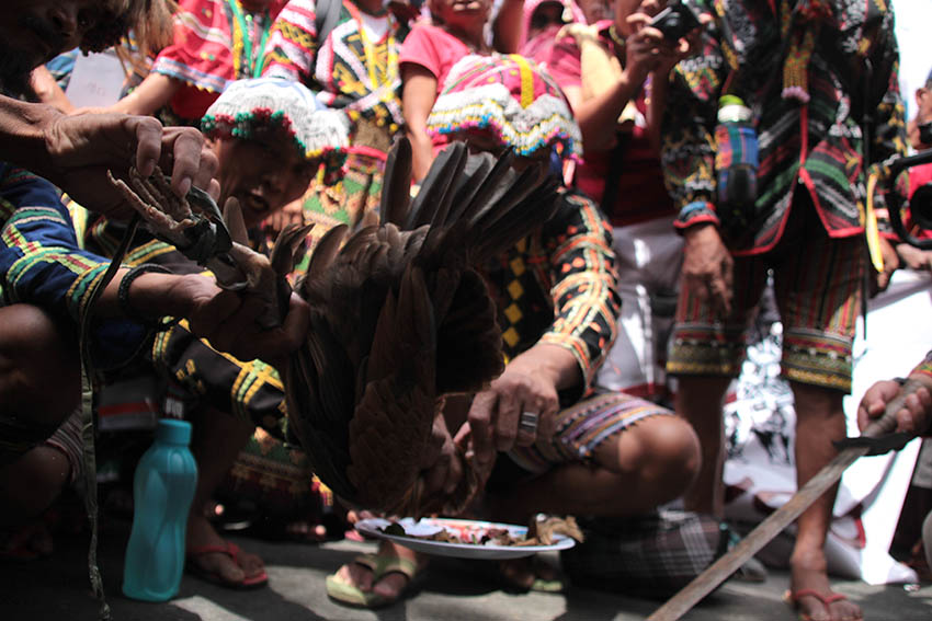 RITUAL. A Lumad leader performs the blood ritual called “Pamaas” to call for the abolition of the National Commission on Indigenous Peoples during a protest rally at the NCIP national headquarters on Oct. 17.