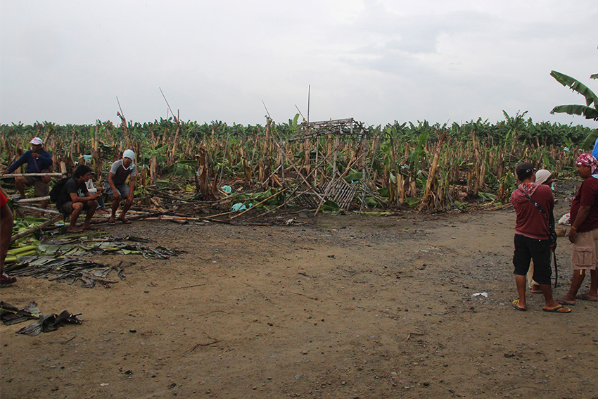 Madaum agrarian reform beneficiaries cut down the remaining banana trees owned by Lapanday Foods Corporation after they reclaimed their land on Friday, Dec. 9 in Barangay Madaum, Tagum City.  An estimate of 10 hectares of land were denuded already since the ARBs began cutting down the banana trees on Tuesday. (Earl O. Condeza/davaotoday.com)