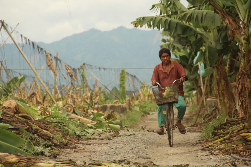 Despite the recent violence that happened inside the banana plantation reclaimed by members of the Madaum Agrarian Reform Beneficiaries Association, Inc. in Madaum, Tagum City, Davao del Norte, a farmer bike his way going around the plantation. At least nine protesters were injured after two incidents of attack against the farmers group on December 12 and December 14, 2016. (Earl O. Condeza/davaotoday.com)