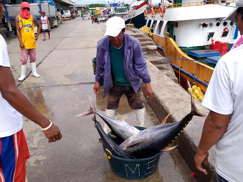 Laborers inside General Santos City Fish Port Complex unload tons of tuna from a fishing vessel. The vessel just arrived on Thursday morning, Dec. 29, 2016 after six days of fishing trip. (Zea Io Ming C. Capistrano/davaotoday.com)