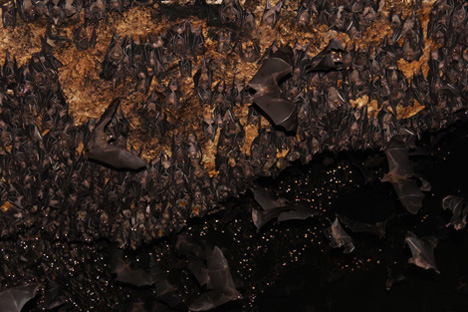 All full moons of 2012 reserved for bat ‘emergence’