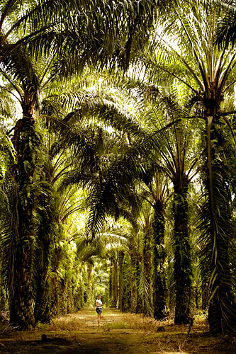 Oil palm company rehires ‘unjustly’ axed 293 union workers