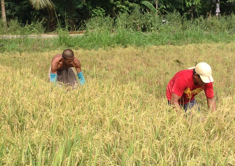 PH rice importation policy in shambles