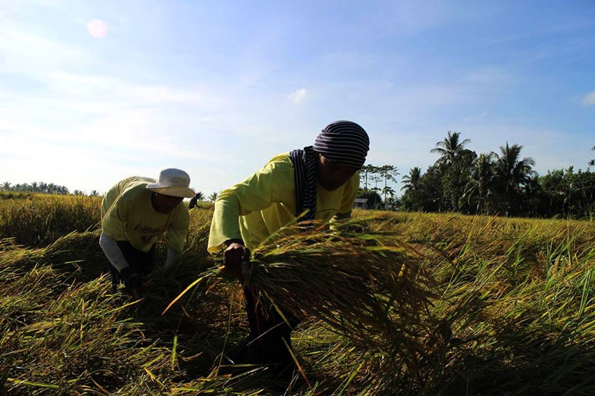 A year after implementation, farmers call for repeal of Rice Liberalization Law