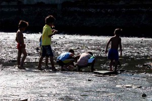 Read more about the article SEA SCAVENGER