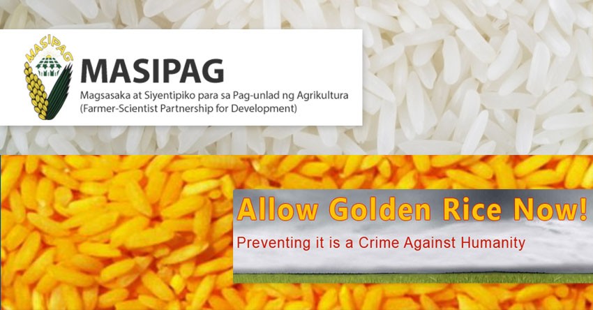 Golden Rice lobbyists refused farmers’ challenge to debate