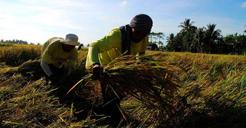 Tarrification to “kill” PH rice industry, peasant group warns
