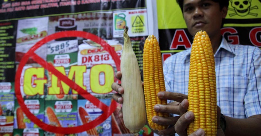 Group warns GMO contamination of Mindanao cornfields