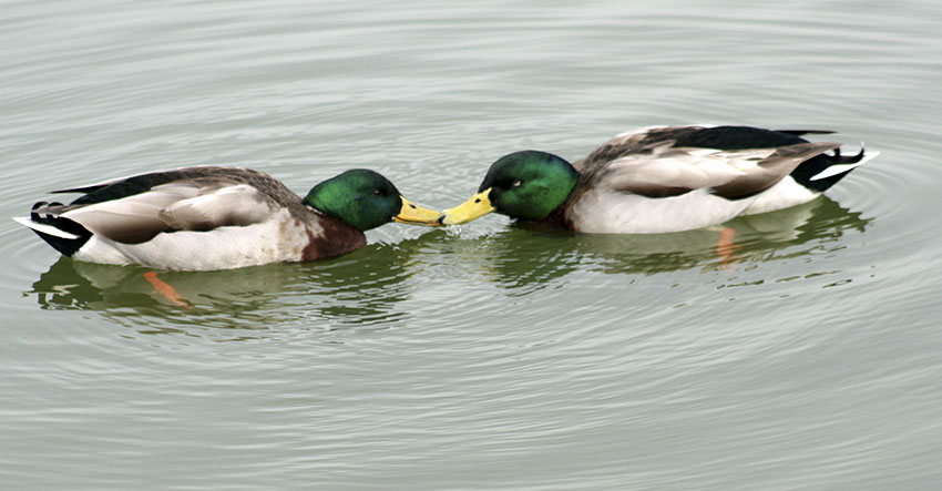 You are currently viewing FACT CHECK: Homosexual behavior present in animals, Manny
