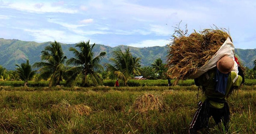 Mindanao farmers suffer big losses due to Rice Tariffication Law