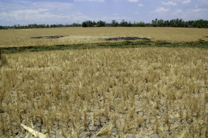 Read more about the article DROUGHT IN M’LANG