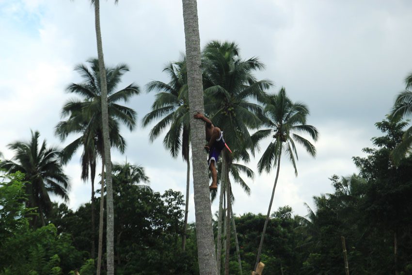 Comval coconut farmers decry plummeting copra prices