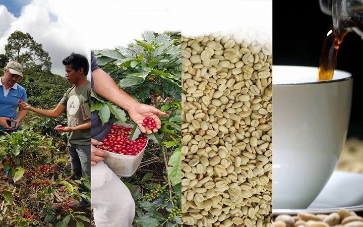 Davao to host annual coffee summit