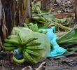 Banana exporters push research facility to boost production