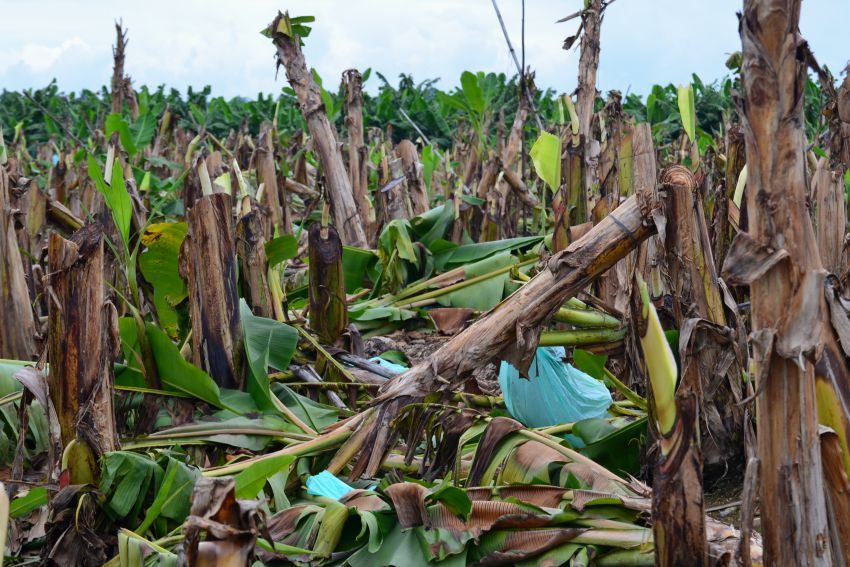 Lapanday: 15 hectares of bananas chopped by farmers cost $120K