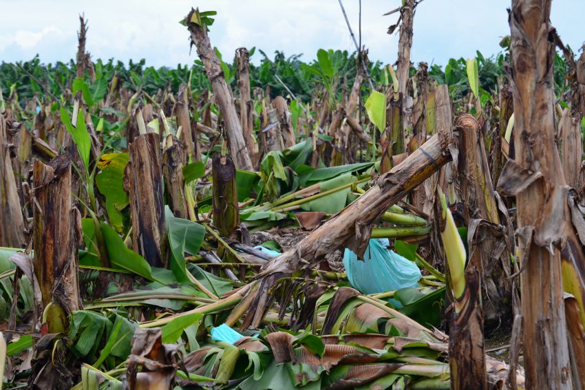 You are currently viewing Lapanday: 15 hectares of bananas chopped by farmers cost $120K