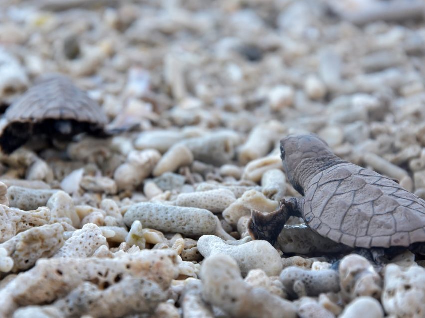 169 baby sea turtles released in Davao