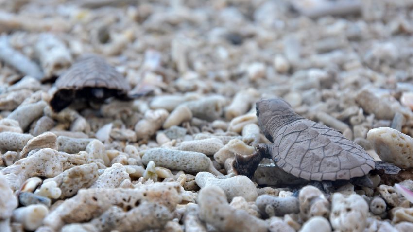 You are currently viewing 169 baby sea turtles released in Davao